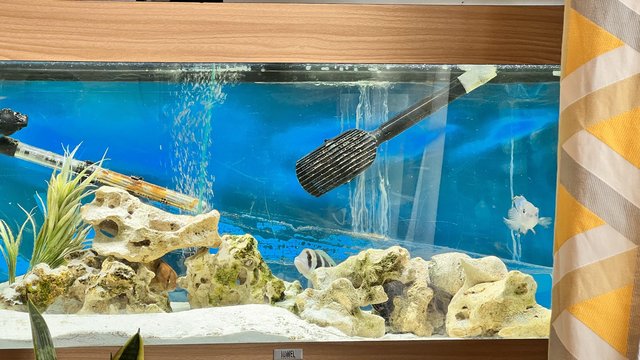 Image 4 of 180L Jewel Fish tank with matching stand