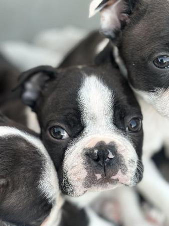 Image 20 of KC Reg Exceptional Boston Terrier Puppies