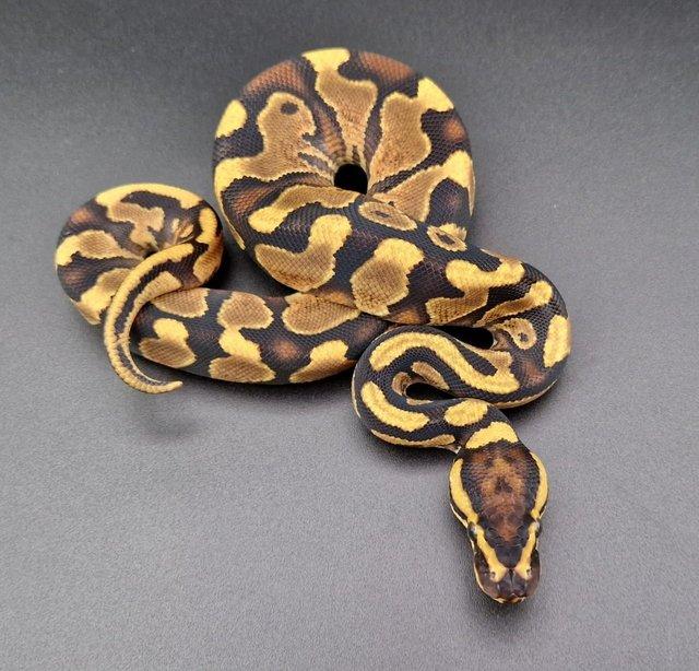 Preview of the first image of Enchi YB Het Clown 50% Het Pied Male Ball Python 231103.