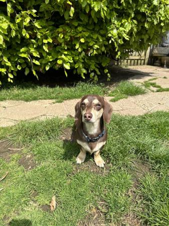 Image 14 of One year old miniature dachshund boy
