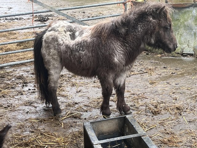 Preview of the first image of Miniature Shetland colt foal..
