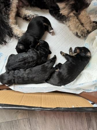 Image 2 of Lhasapoo phantom puppies ( Dobi Markings )