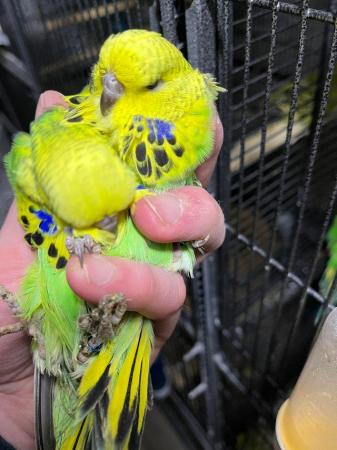 Image 2 of budgies for sale quality exhibition