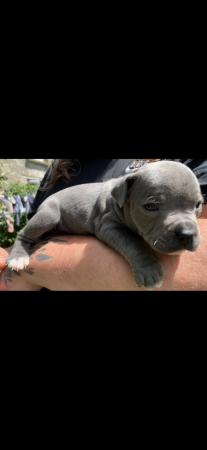 Image 9 of KC registered blue staff puppies