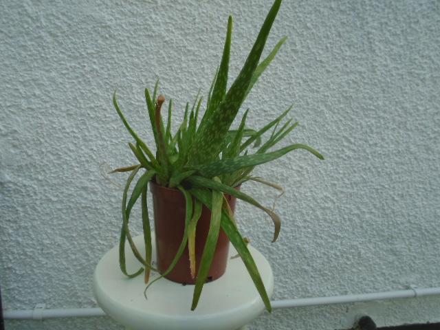 Preview of the first image of Aloe vera plant in brown pot.