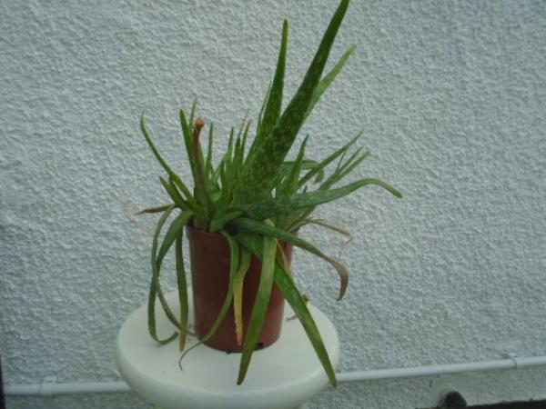 Image 1 of Aloe vera plant in brown pot