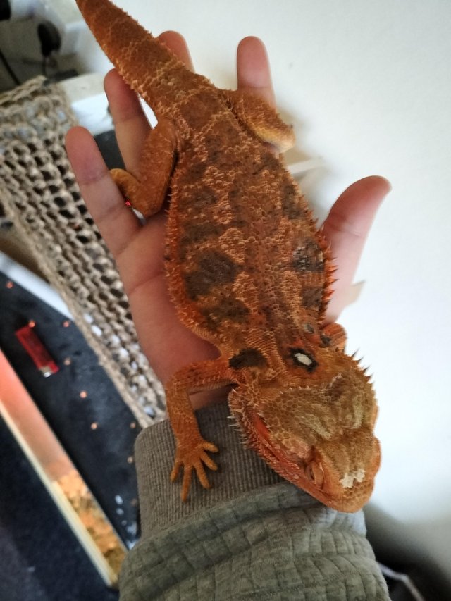 Preview of the first image of 3 year old orange bearded dragon for sale.