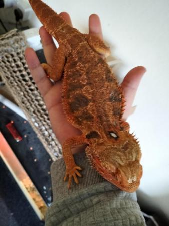 Image 1 of 3 year old orange bearded dragon for sale