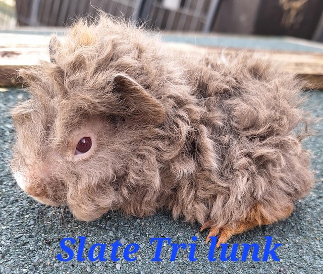Preview of the first image of Lunkarya baby boy boar guinea pigs.