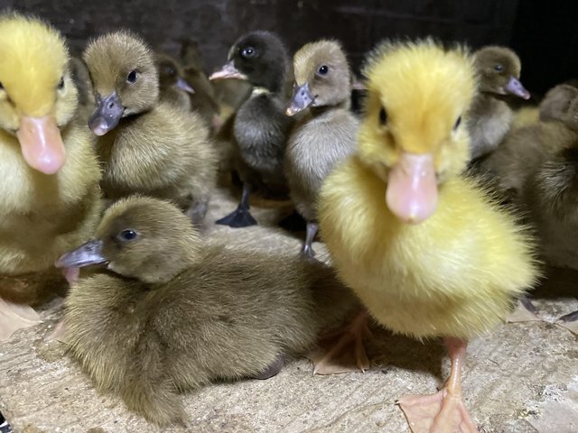 Preview of the first image of Day old sexed female ducklings available now !.