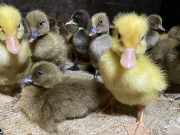Image 1 of Day old sexed female ducklings available now !