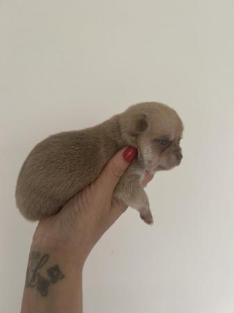 Image 3 of Teacup chihuahuas for sale