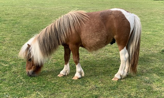 Preview of the first image of ***SPSBS MINI SHETLAND GELDING***.