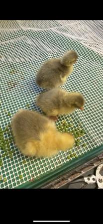 Image 1 of Gosling’s available  from days old to 3 weeks