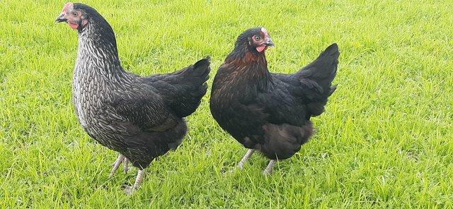 Preview of the first image of Black rock pullets hybrids at point of lay.