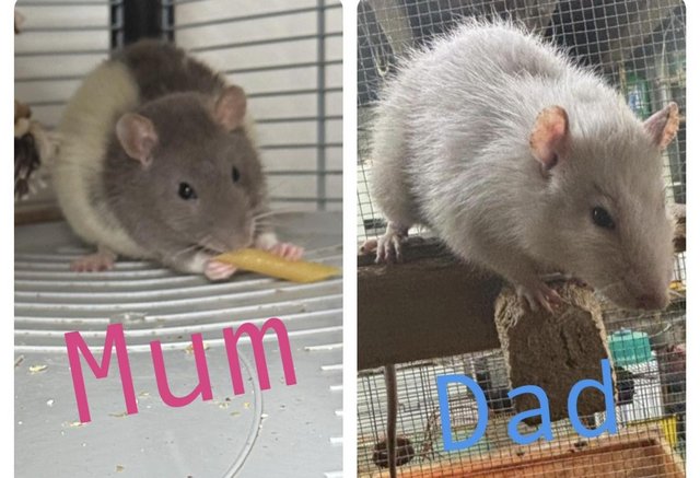 Image 1 of Family Bred Friendly Pet Rats Males and Females