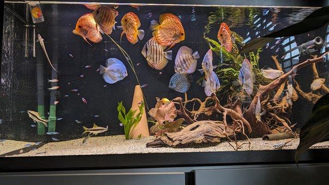 Image 6 of Group of Asian discus fish for sale