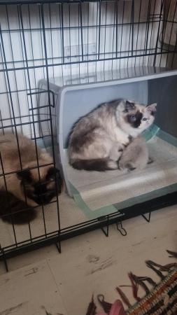 Image 4 of **READY NOW* *FEMALE Ragdoll Kittens