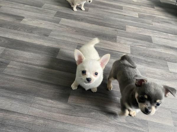 Image 4 of White / cream male chihuahua pup *ready now*