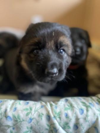Image 4 of 4 gorgeous chunky medium coated puppies