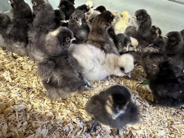 Image 2 of Silkie and satin chicks available - various colours