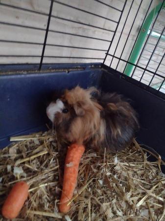 Image 4 of Male baby Peruvian guinea pig