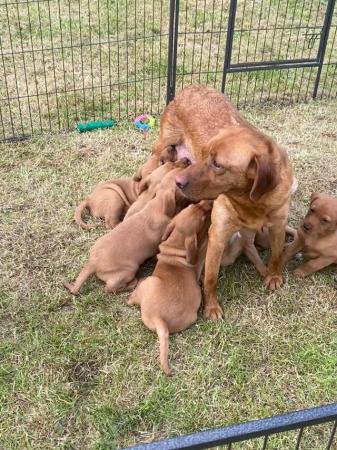 Image 6 of Stunning litter of KC Reg Fox Red Labs Ready Now