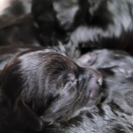Image 5 of 10 week old 7 cavapoo puppies