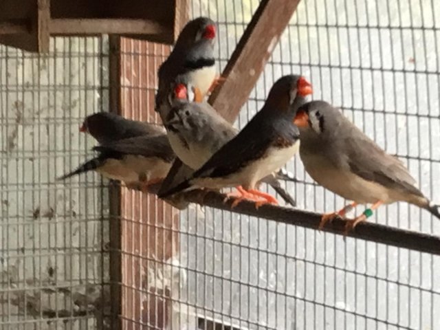 2026 Zebra finch pair for sale — photo 4 of 4