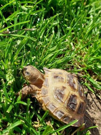 Image 4 of 2 tortoises for sale with complete set up!