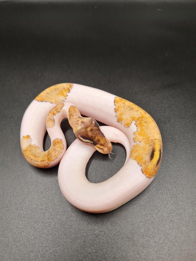 Preview of the first image of 2023 Royal Python Hatchlings For Sale.