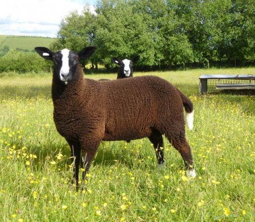 Image 2 of ZWARTBLE S Tup / ram Lambs, MVacc Redgate Pedigree flock