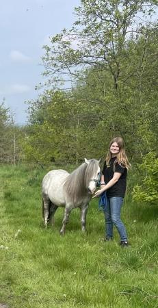 Image 35 of Good Natured Easy11hh Semi-Backed Kids Lead Rein Project 5