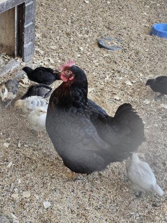 Image 1 of Farmyard cross chicks 4 weeks