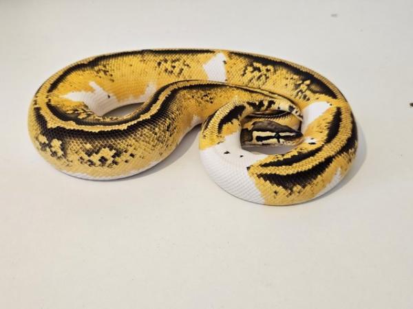 Image 1 of Pastel yellowbelly pied female