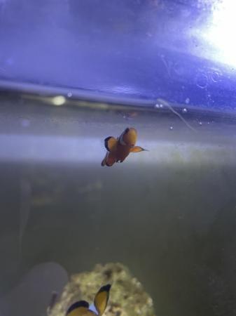 Image 1 of 2 Young Clownfish For sale