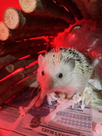 Image 5 of African Pygmy hedgehog with enclosure