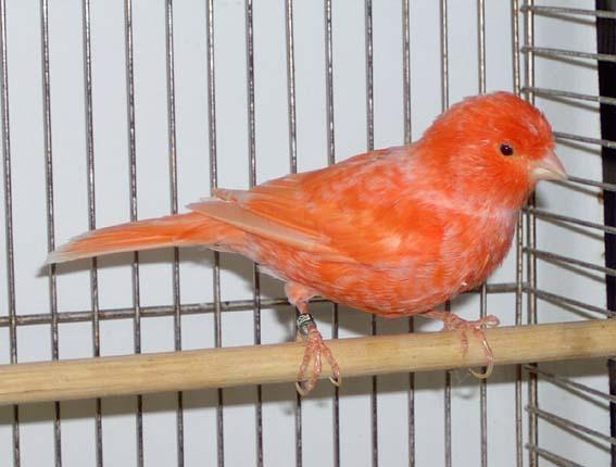 Image 17 of Stocked Bird List at Warrington Pets & Exotics