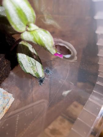 Image 6 of Caribena versicolor spiderlings first molt