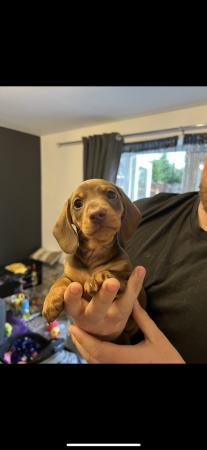 Image 5 of Miniature dachshund, choc&tan and choc dapple