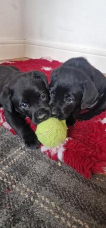 Image 11 of Adorable Jet Black Lab-Rotties puppies