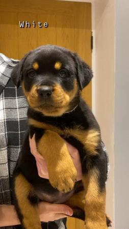 Image 27 of KC registered Rottweiler puppies ready to leave