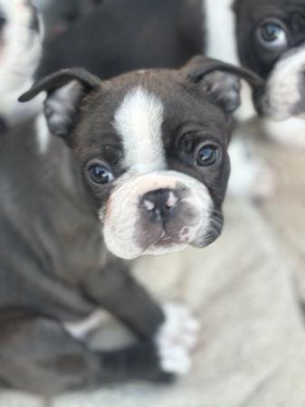 Image 19 of KC Reg Exceptional Boston Terrier Puppies