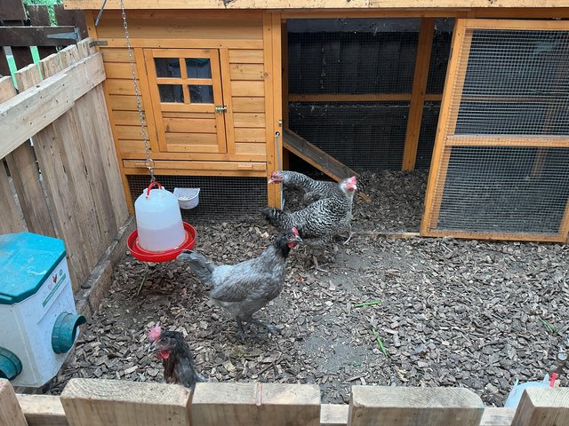 6 month old 4 chickens two bluebells and two speckle — Pets & Animals in Basildon