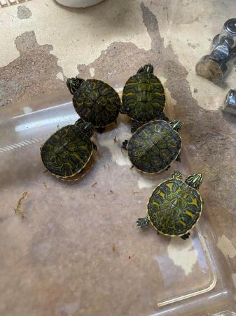Image 2 of Baby Red bellied cooters £45 Each
