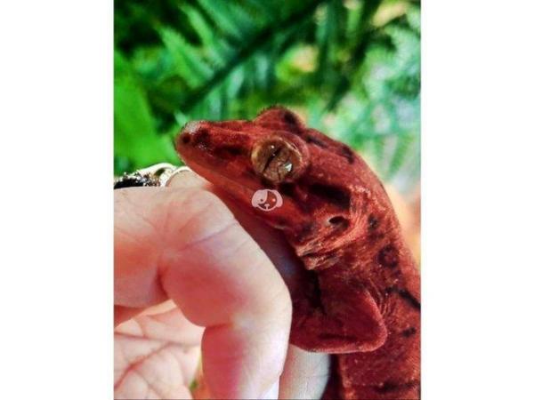 Image 8 of OMG RARE RED GECKO'S (1 Left)