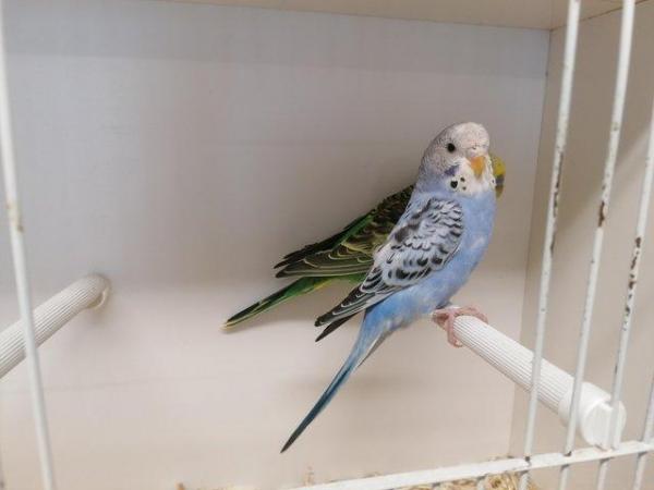 Image 1 of Exhibition colour (miniture) budgies