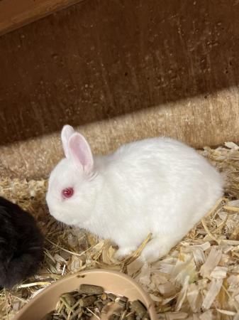 Image 1 of Netherland Dwarf Baby White Coloured Female Rabbit