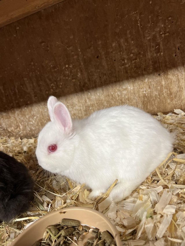 Preview of the first image of Netherland Dwarf Baby White Coloured Female Rabbit.