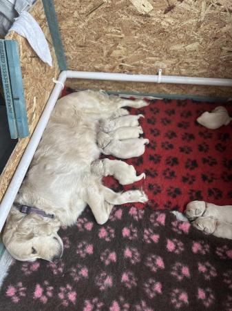 Image 3 of Kennel club registered golden retriever puppies